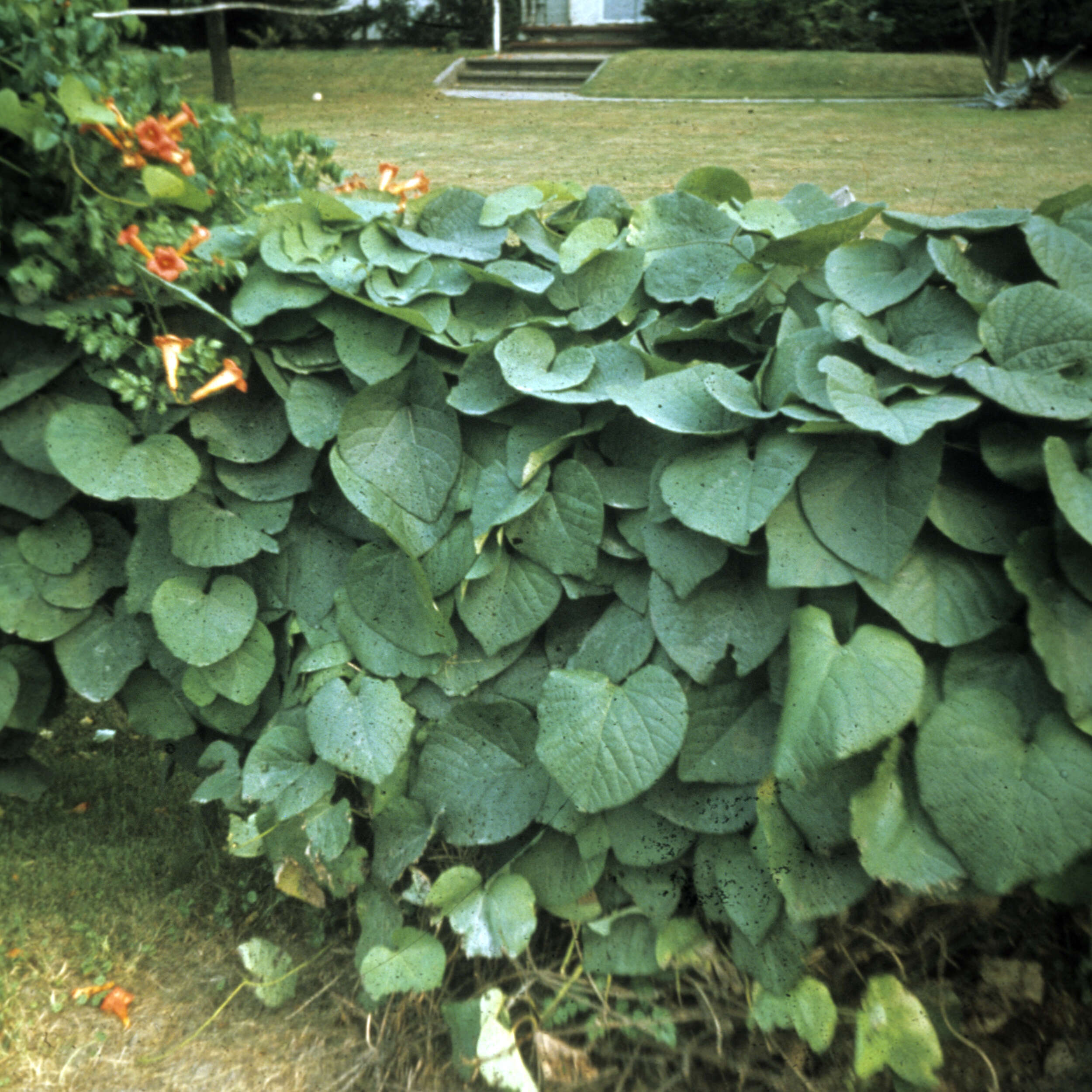 Image of Dutchman's pipe