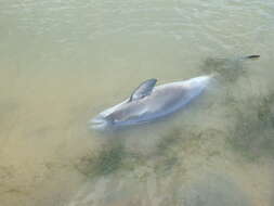 Image of Black Sea harbour porpoise