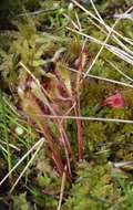 صورة Drosera anglica Huds.