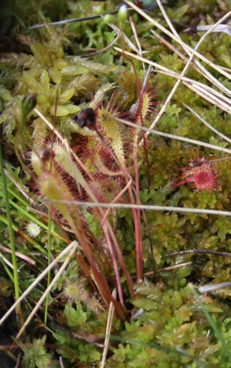 صورة Drosera anglica Huds.