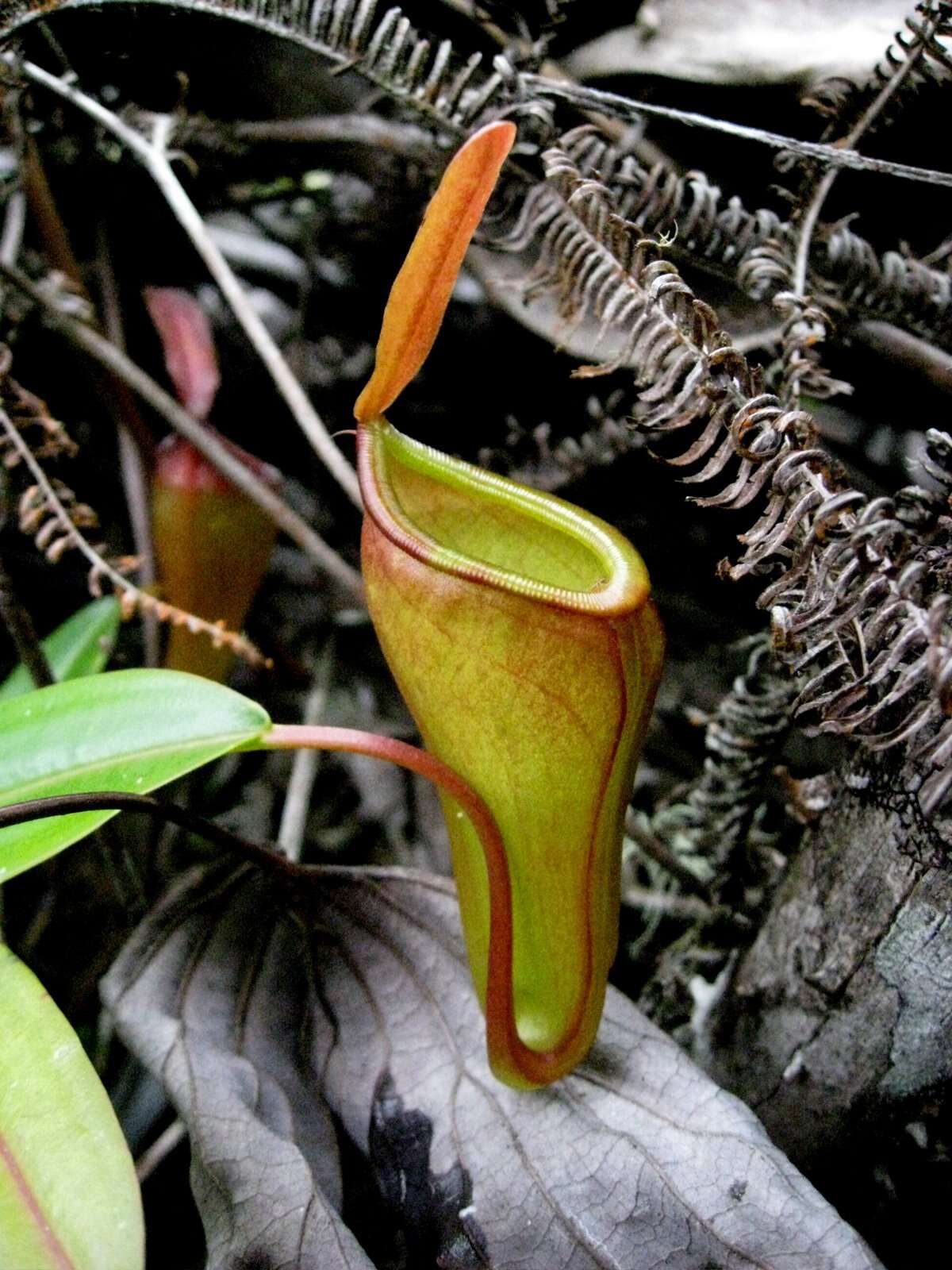 Imagem de Nepenthes inermis Danser