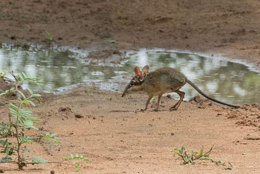 Image of Four-toed Elephant Shrew