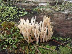 Image of Artomyces pyxidatus (Pers.) Jülich 1982