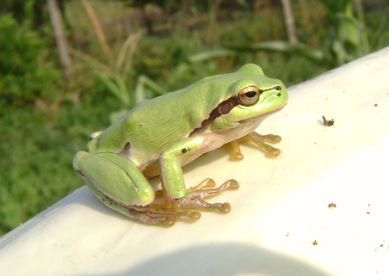 Image of Hyla orientalis Bedriaga 1890