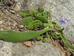 Streptocarpus floribundus Weigend & T. J. Edwards resmi