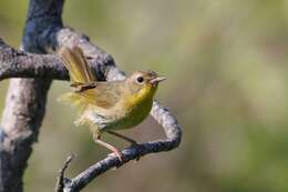 Geothlypis Cabanis 1847 resmi