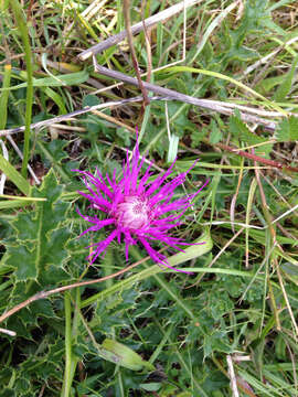 Image of dwarf thistle