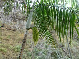 Image of Onilahy palm