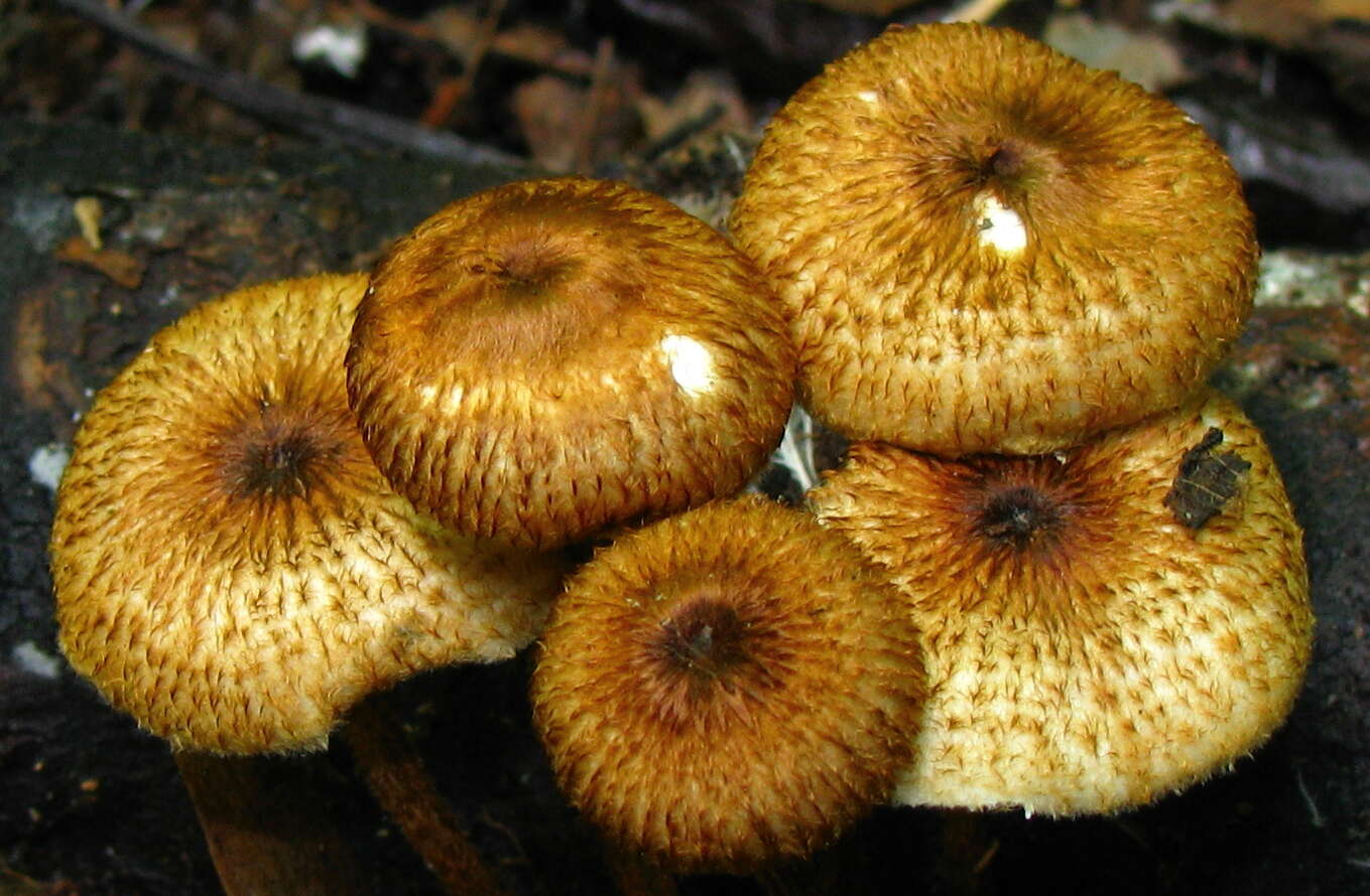 Plancia ëd Collybia zonata (Peck) Sacc. 1887