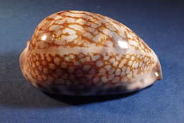 Image of harlequin cowrie