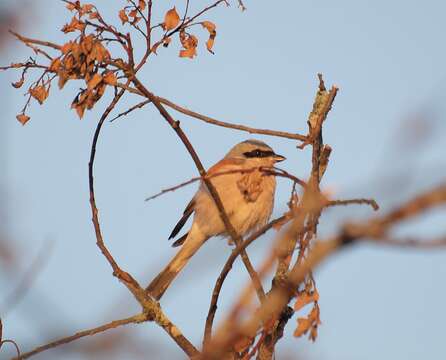 Image of Red-backed Shrike