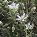 Image of brittle sandwort