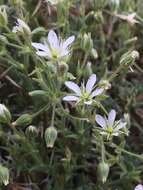 Image of brittle sandwort