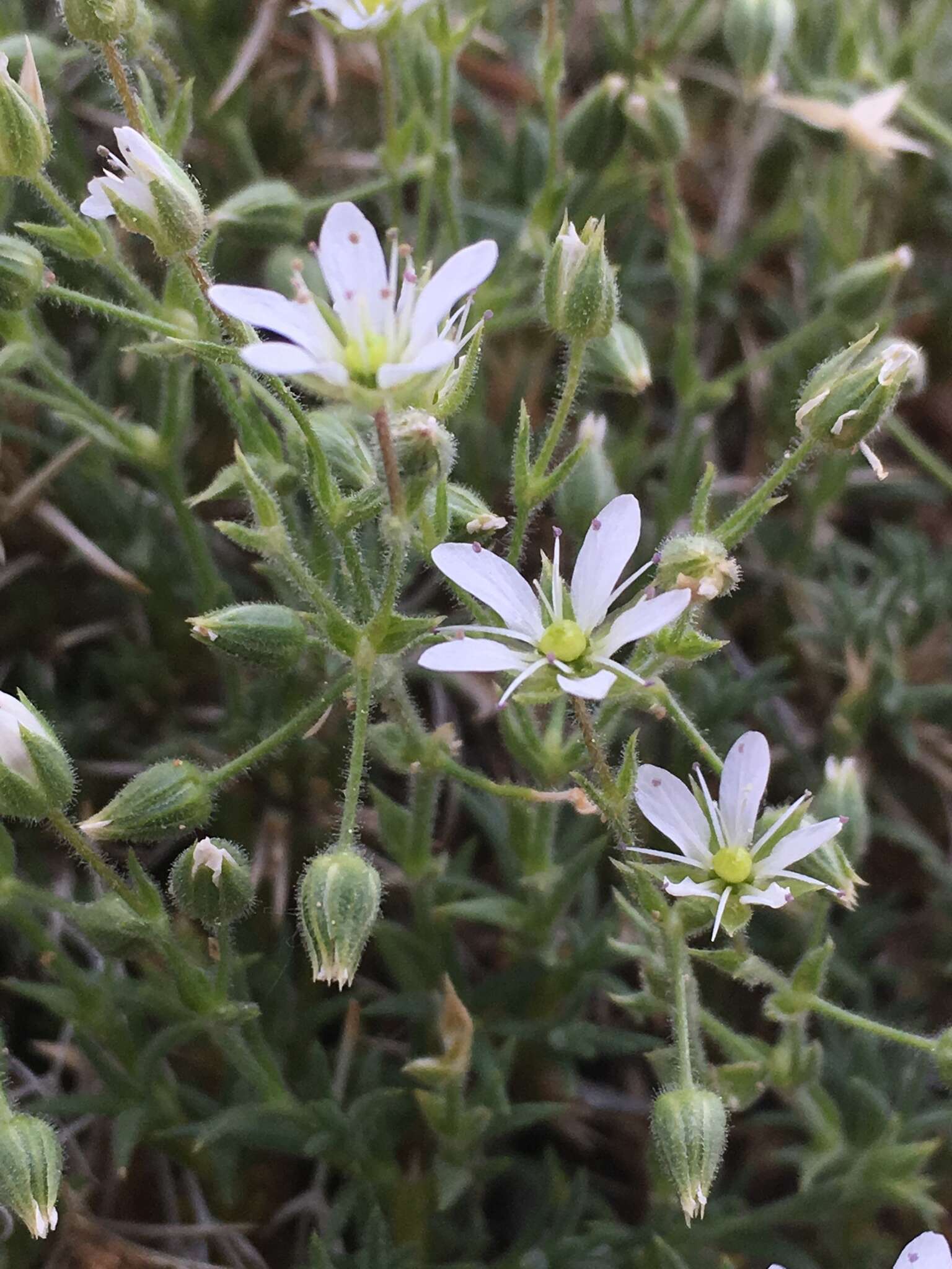 Imagem de Sabulina nuttallii var. fragilis (Maguire & A. H. Holmgren) Dillenb. & Kadereit