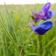 Image of <i>Lathyrus bauhini</i>