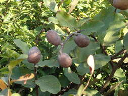 Neocarya macrophylla (Sabine) Prance ex F. White resmi