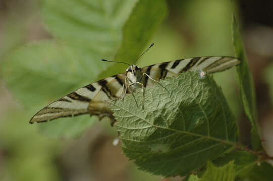 Image of Iphiclides