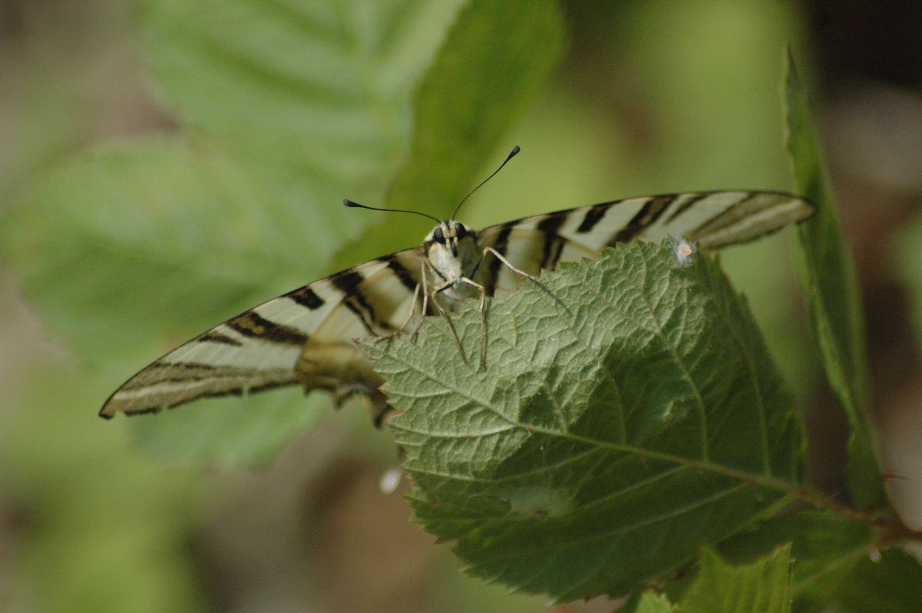 Imagem de Iphiclides