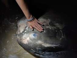 Image of Hoodwinker ocean sunfish