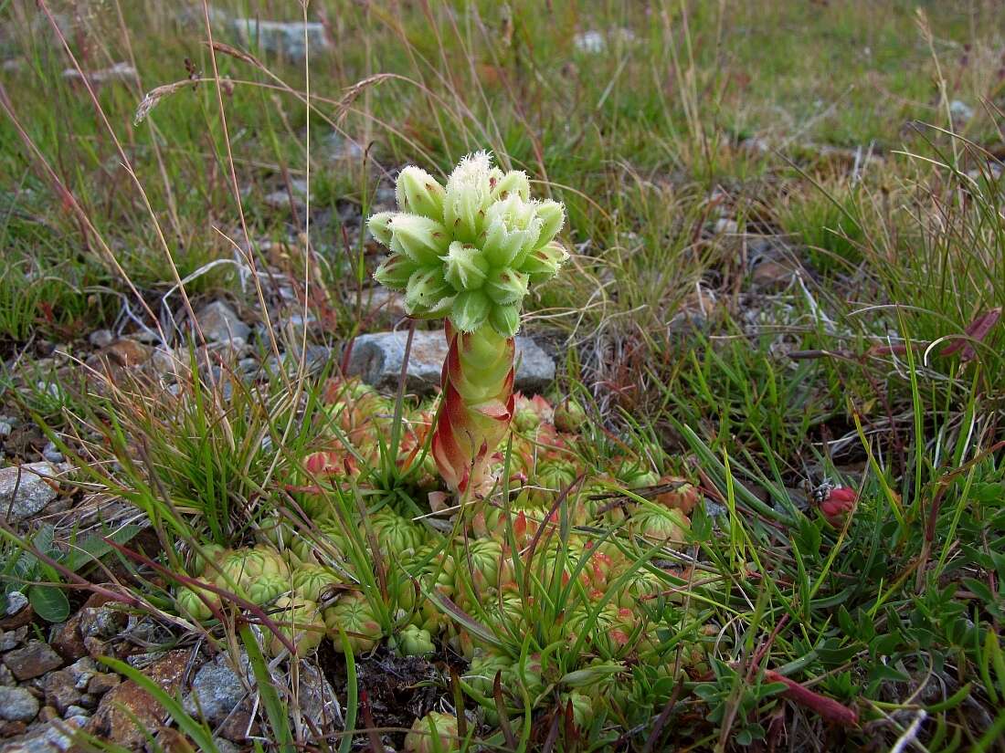 Imagem de Sempervivum globiferum subsp. allionii (Jord. & Fourr) H.