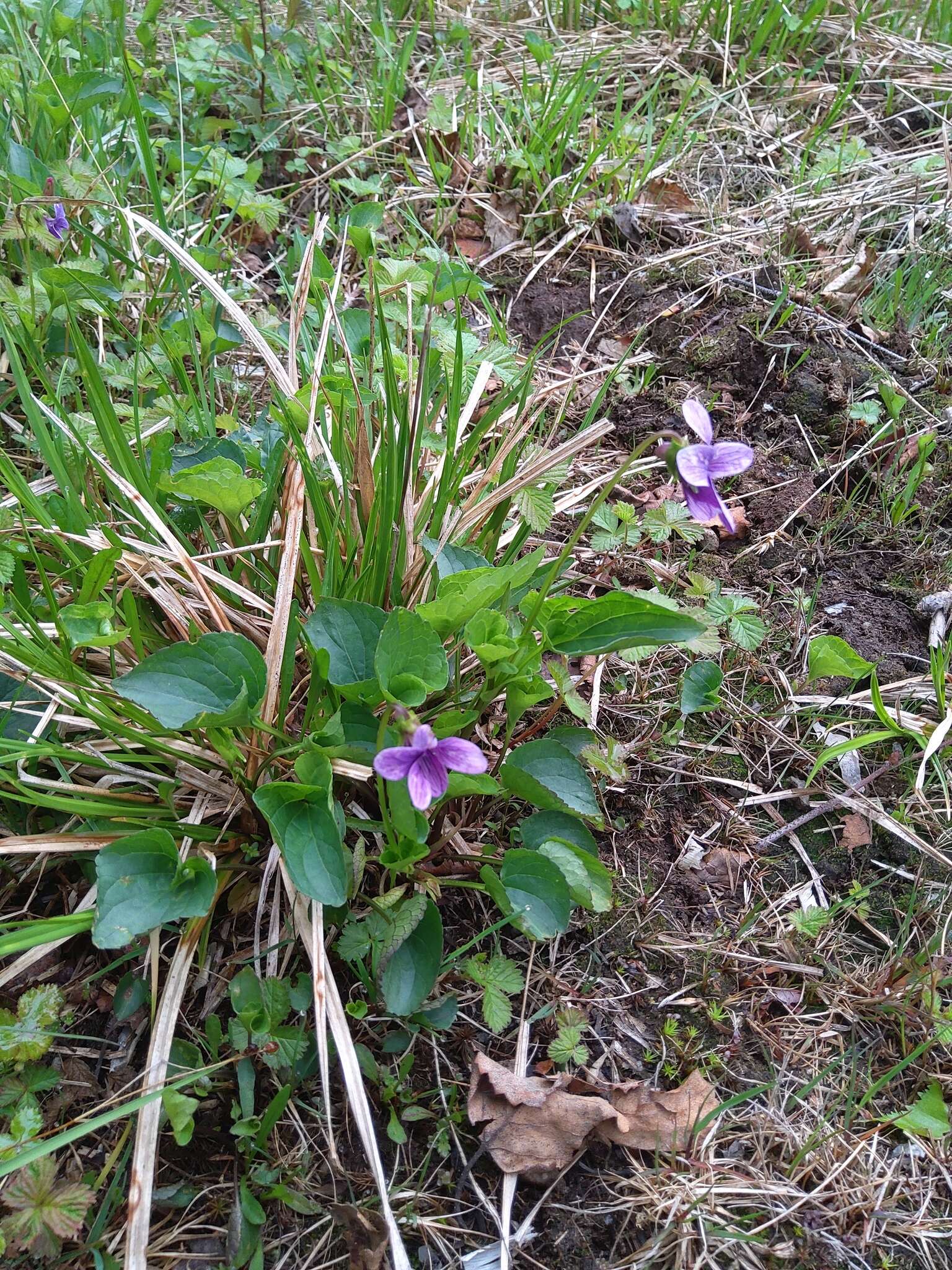 Слика од Viola langsdorfii subsp. sachalinensis W. Becker