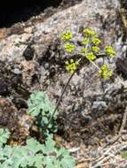 صورة Lomatium howellii (S. Wats.) Jepson