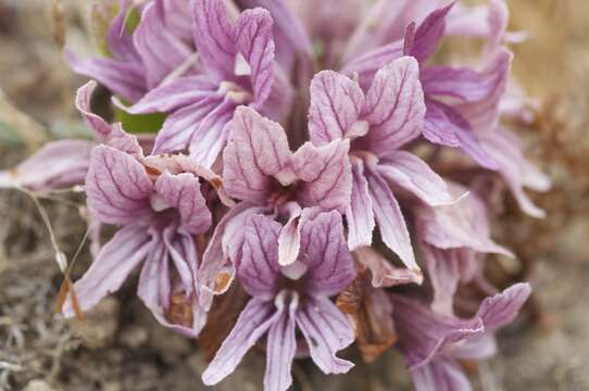 Image of California broomrape