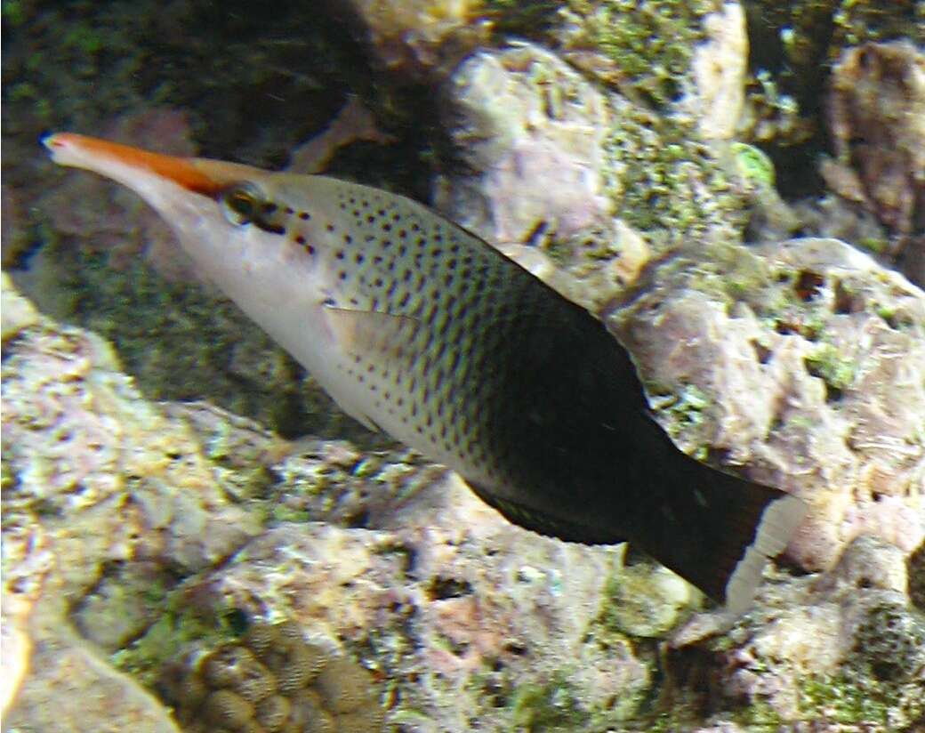 Image of Bird wrasse