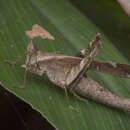 Image of Erianthus guttatus (Westwood 1841)