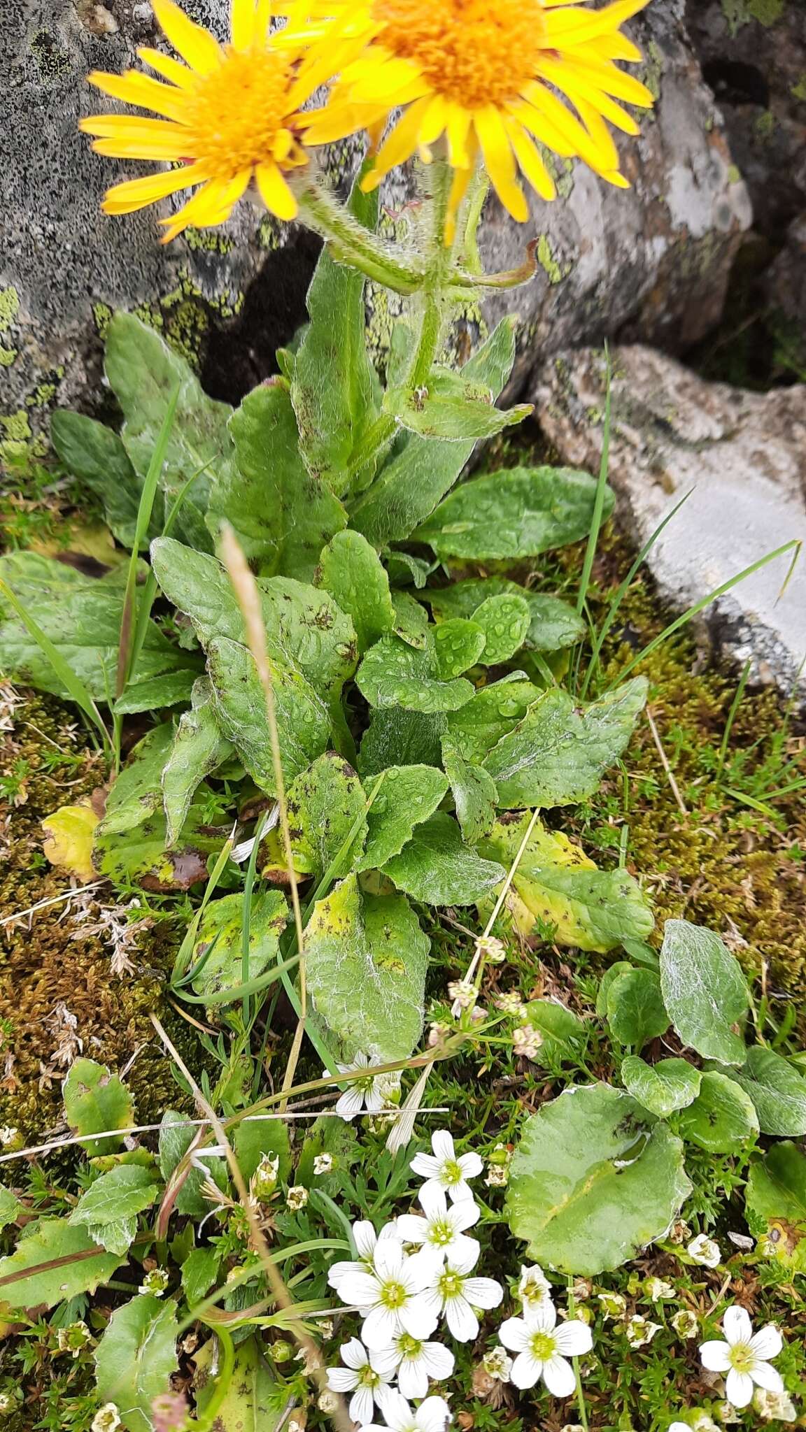 Image of Tephroseris integrifolia subsp. primulifolia (Cufod.) Greuter