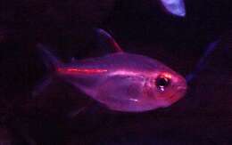 Image of glowlight tetra