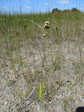 Sivun Triantha glutinosa (Michx.) Baker kuva