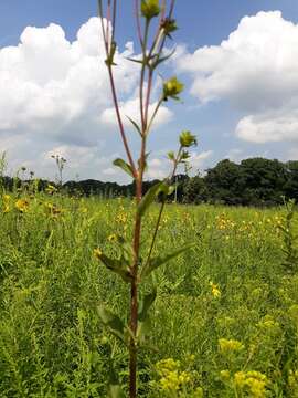 صورة Silphium asteriscus var. trifoliatum (L.) J. A. Clevinger