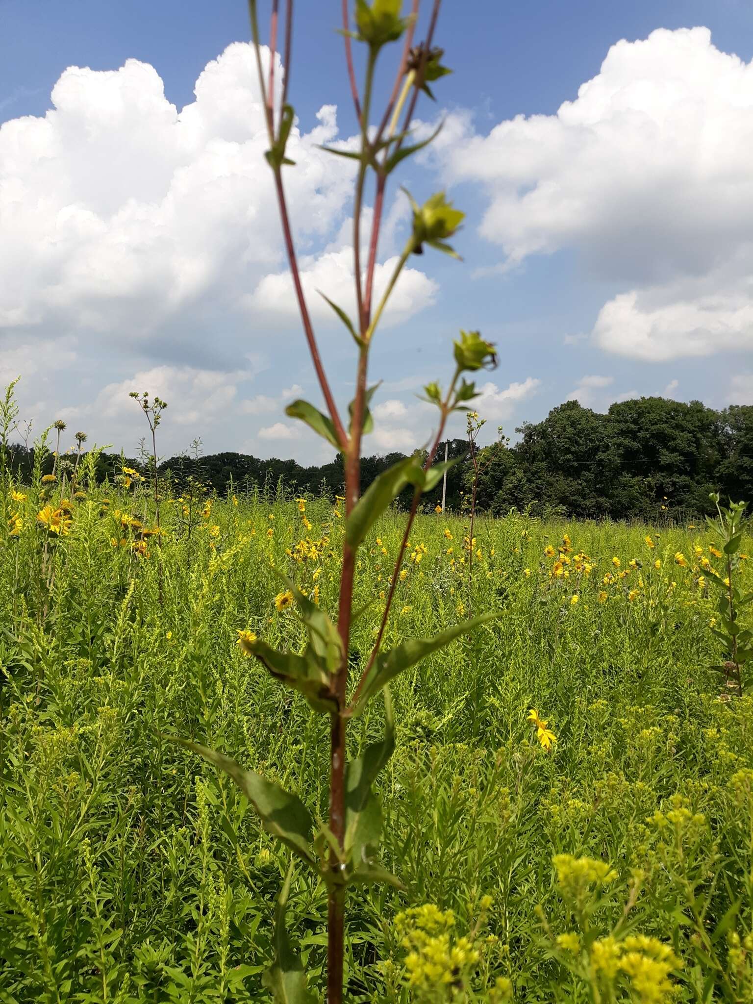 Image of whorled rosinweed