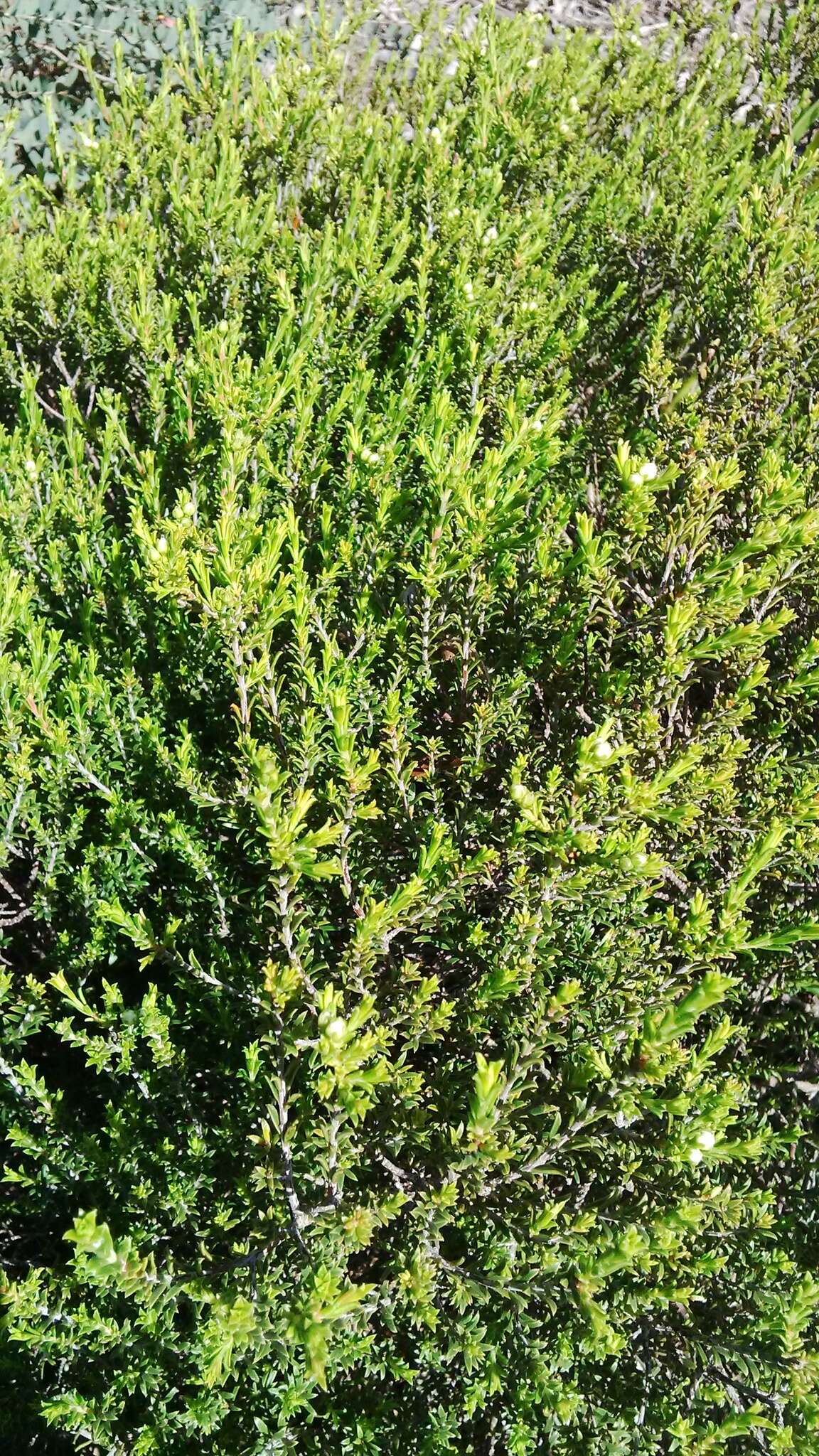 Image of Diosma aspalathoides Lam.