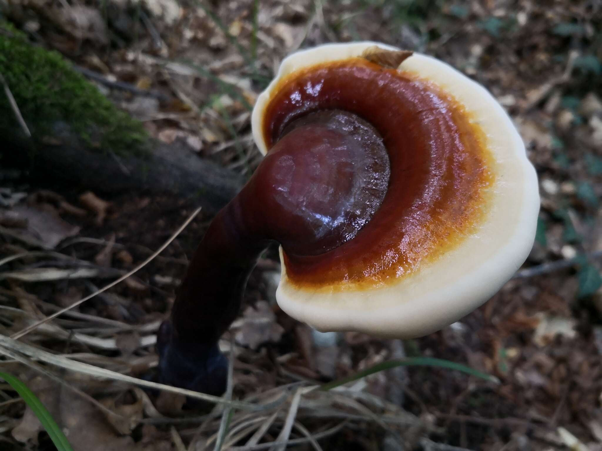 Image of lingzhi mushroom