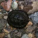 Image of Malayan Flat-shelled Turtle