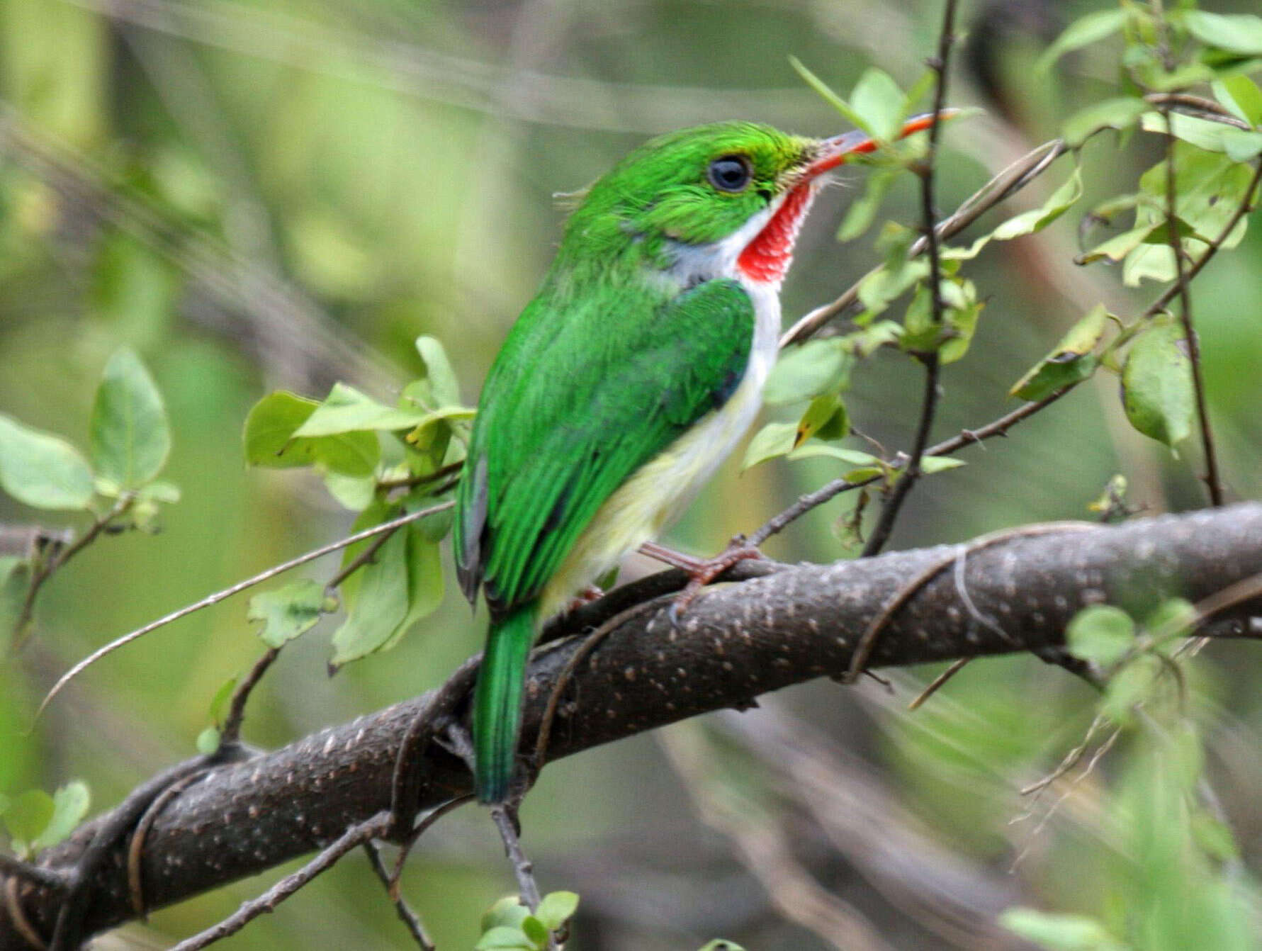 Imagem de Todidae