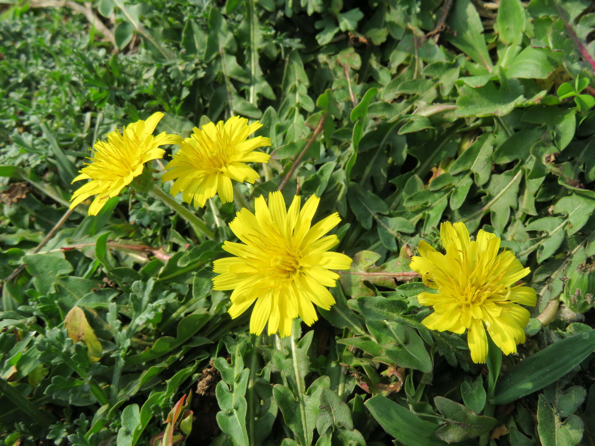 Image of Taraxacum formosanum Kitam.