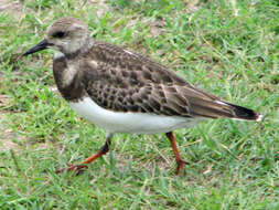 Image of Ruddy Turnstone