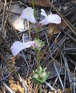 Image de Collinsia bartsiifolia Benth.