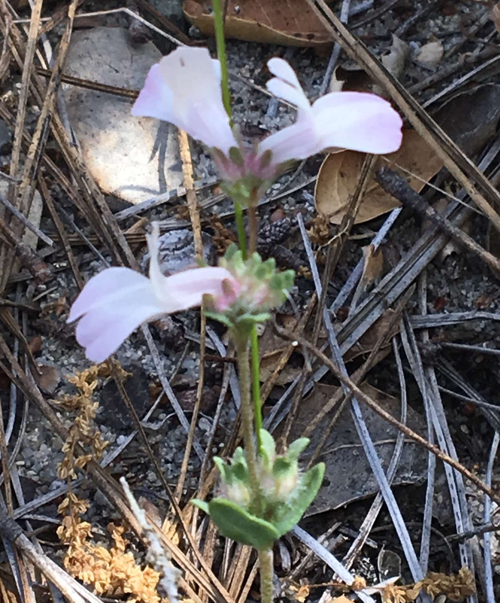 Image de Collinsia bartsiifolia Benth.