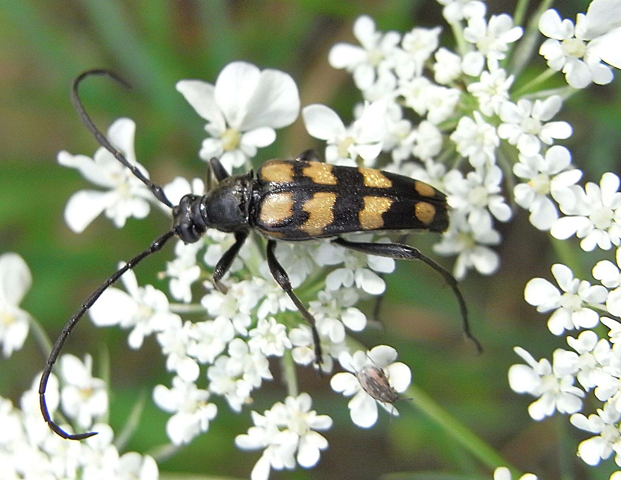 Image of Leptura quadrifasciata Linné 1758