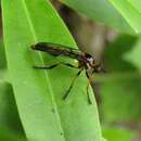 Image de Saropogon fascipes Hutton 1902