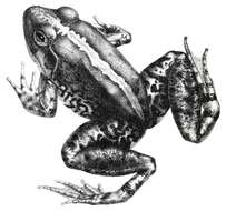 Image of Limnonectes modestus (Boulenger 1882)