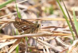 Слика од Hesperia metea Scudder 1863