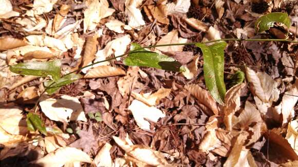 Smilax bona-nox L. resmi