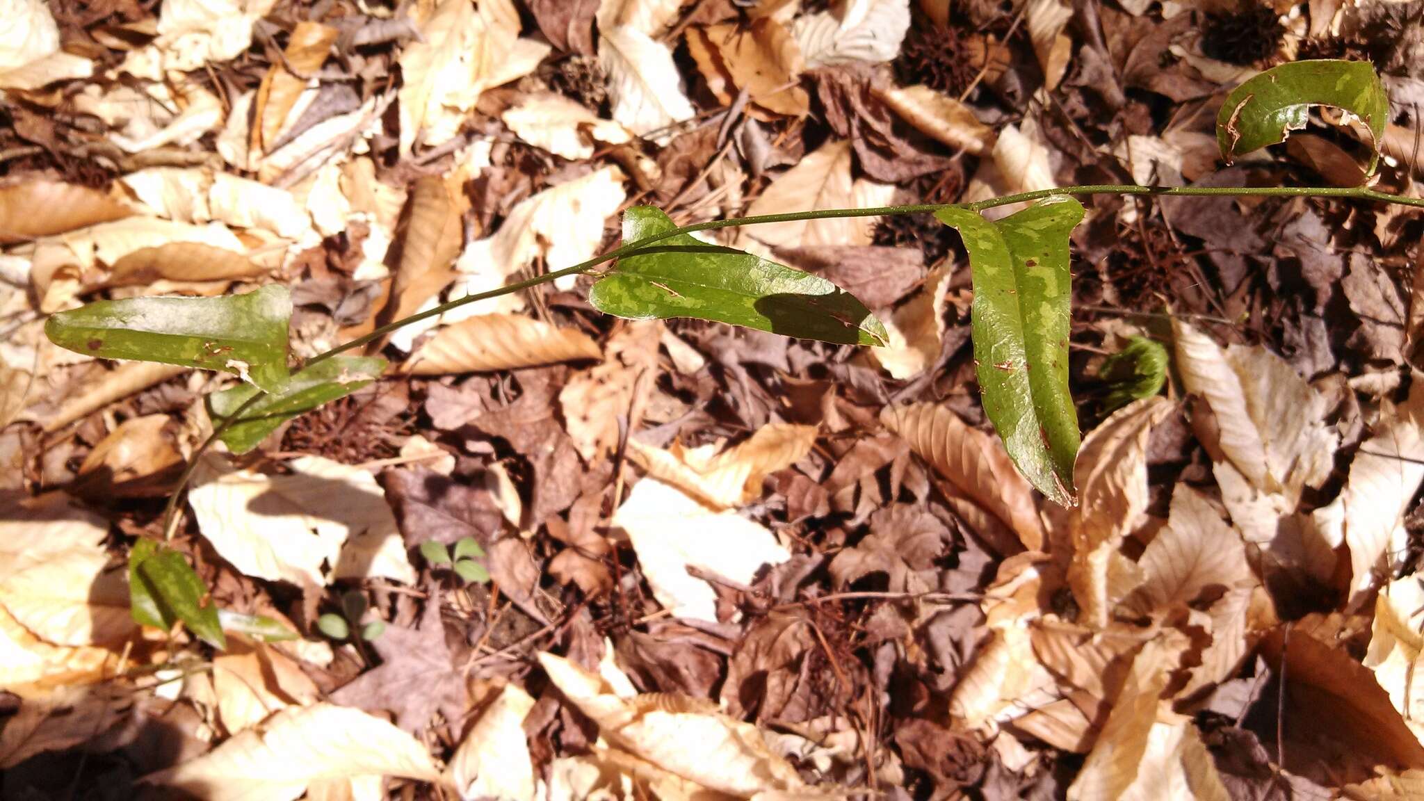 Smilax bona-nox L. resmi