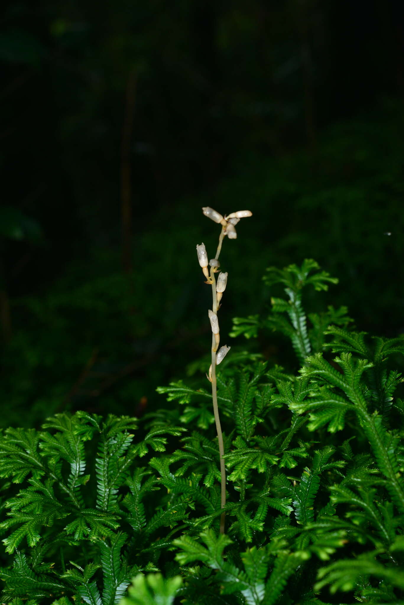 Image of Gastrodia peichatieniana S. S. Ying