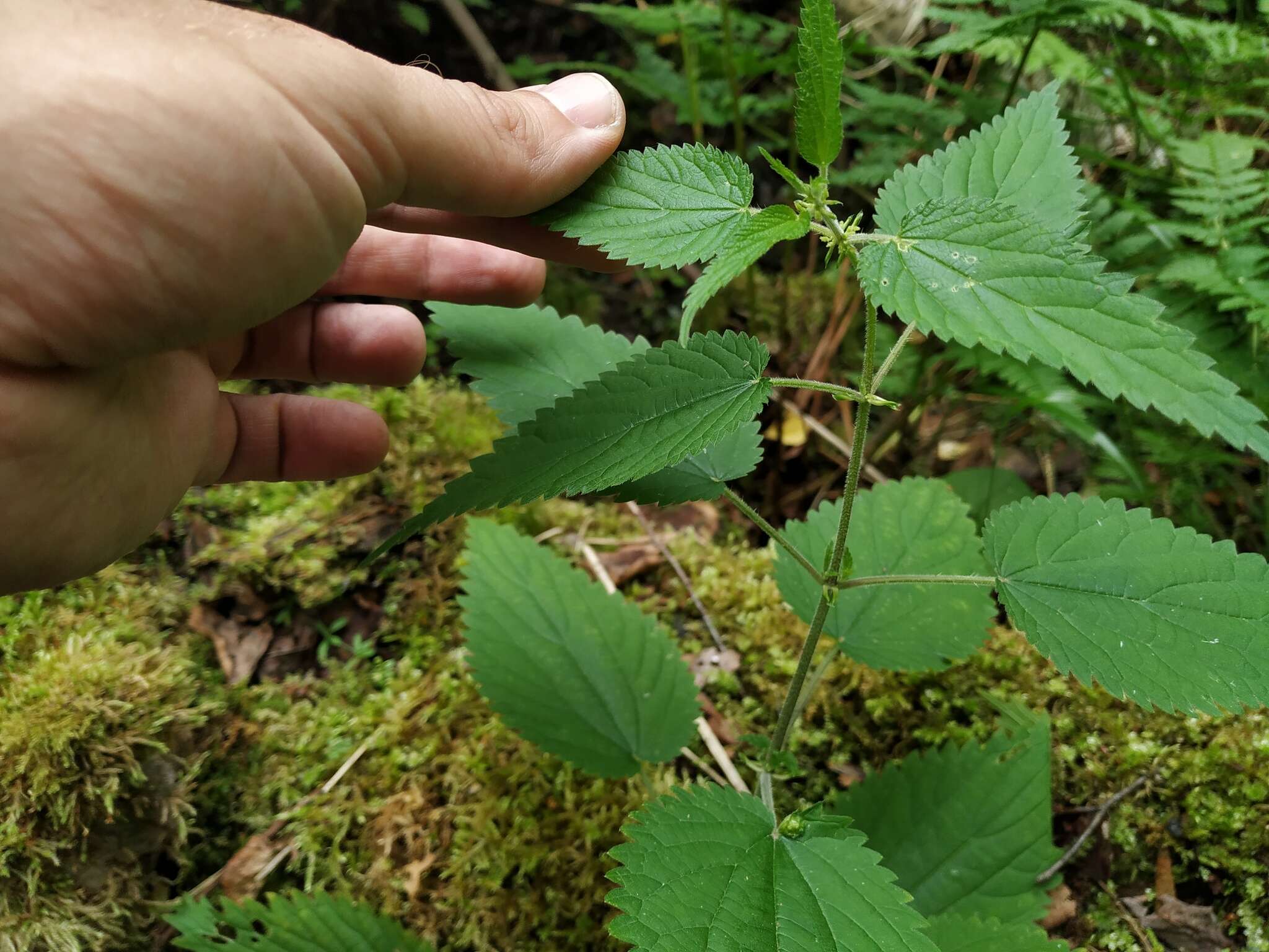 Image of Urtica dioica subsp. pubescens (Ledeb.) Domin